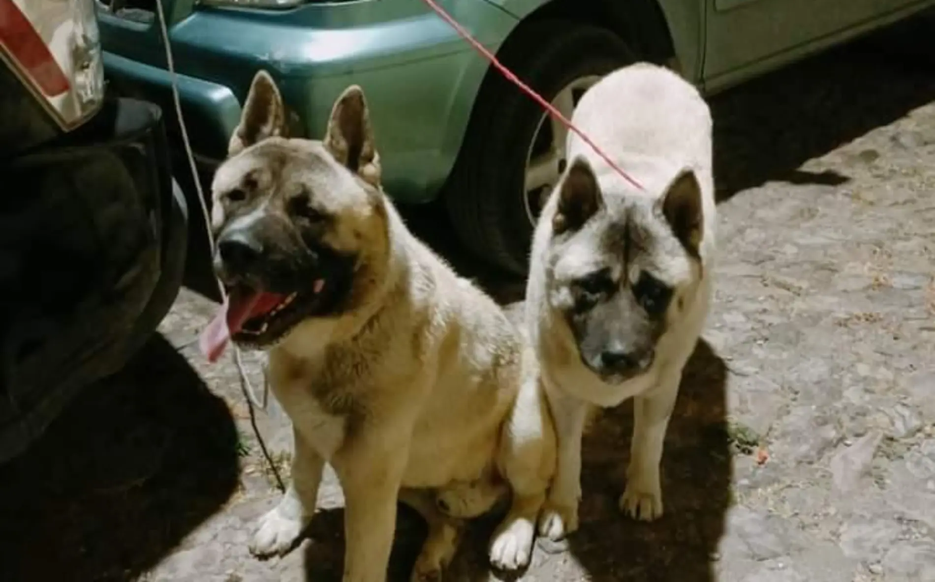 perros akita